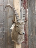 Ibex Shoulder Mount Taxidermy
