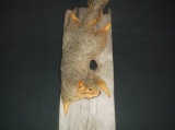 Fox Squirrel Climbing Down Driftwood Taxidermy