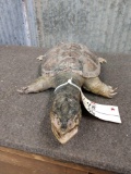 Snapping Turtle Full Body Taxidermy Mount