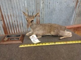 Guenther's Dik Dik Full Body Taxidermy Mount