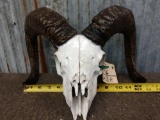 Ram Skull Taxidermy