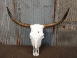 Steer Skull Taxidermy