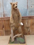 Blonde Phase Black Bear Full Body Taxidermy Mount