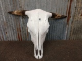 Brahma Bull Skull Taxidermy