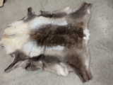 Nice soft tanned Caribou skin taxidermy
