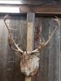 Caribou Shoulder Mount Taxidermy