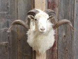 Rambouillet Sheep Shoulder Mount Taxidermy