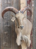 Aoudad Sheep Shoulder Mount Taxidermy