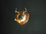 Boone & Crockett 6 Point Muskie Fish Deer Taxidermy