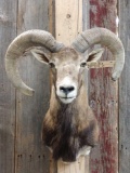 Mouflan Ram Shoulder Mount Taxidermy