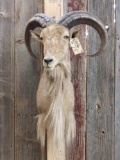 Aoudad Sheep Shoulder Mount Taxidermy