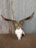 Goat Skull Taxidermy