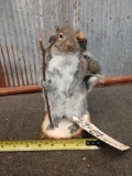 Back Packing Squirrel Taxidermy