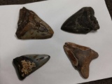 4 Megalodon Shark Teeth Fossils