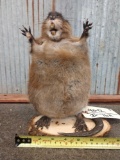 Karate Muskrat Full Body Taxidermy Mount