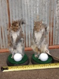 2 Golfing Squirrels Taxidermy Mounts