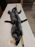 Soft Tanned Silver Fox Fur Taxidermy