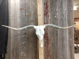 Texas Longhorn Skull