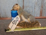 Drunken Squirrel Taxidermy Mount