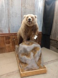 Grizzly Bear Full Body Taxidermy Mount