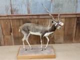 Nice Indian Black Buck Full Body Taxidermy Mount