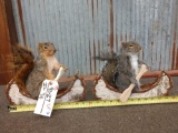 Pair Of Squirrels In Birch Bark Canoes Taxidermy