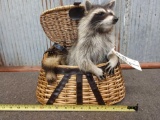 Raccoon Raiding A Fishing Creel Taxidermy