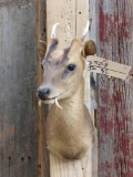 Muntjack Shoulder Mount Taxidermy