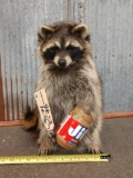Raccoon Eating Peanut Butter Taxidermy