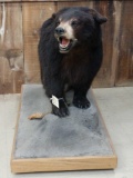 Black Bear Full Body Taxidermy Mount