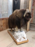 Muskox Full Body Taxidermy Mount