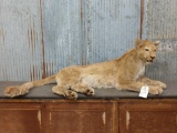 Mountain Lion Laying Down Taxidermy