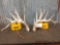 Set Of Gnarly Whitetail Shed Antlers
