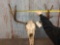 Moose Antlers On Skull