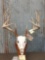 Wild Iowa Boone & Crockett Whitetail Antlers On Skull