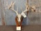 Main Frame 5x5 Whitetail Antlers On Skull