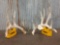 180 class Whitetail sheds antlers