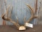 BIG 4x4 Whitetail Antlers On Skull Plate