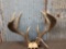 Main Frame 5x5 Whitetail Antlers On Skull Plate