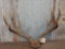 6x6 Mule Deer Antlers On Skull Plate