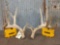 Main Frame 4x4 Whitetail Shed Antlers