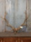 7x7 Elk Antlers On Skull Plate