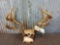 2 Sets Of Whitetail Antlers On Skull Plate