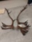 Double Shovel Caribou Antlers