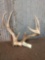 3x5 Wild Whitetail Antlers On Skull Plate