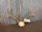 Mainframe 4x4 Whitetail antlers on skull plate