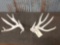 Main Frame 4 x4 Whitetail Shed Antlers