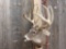 Main Frame 5x5 Wild Whitetail Shoulder Mount Taxidermy