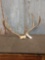 4x4 Mule Deer Antlers On Skull Plate