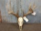 Wild 170 Class Whitetail Antlers On Skull